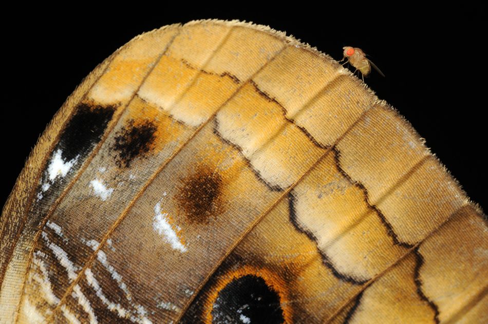 caligo-memnon1small.jpg