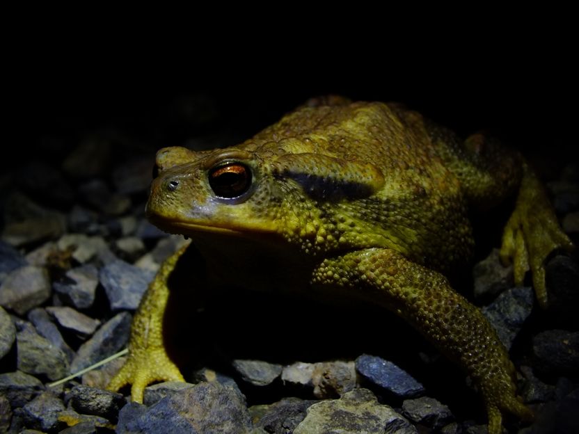 final_Bufo bufo.jpg