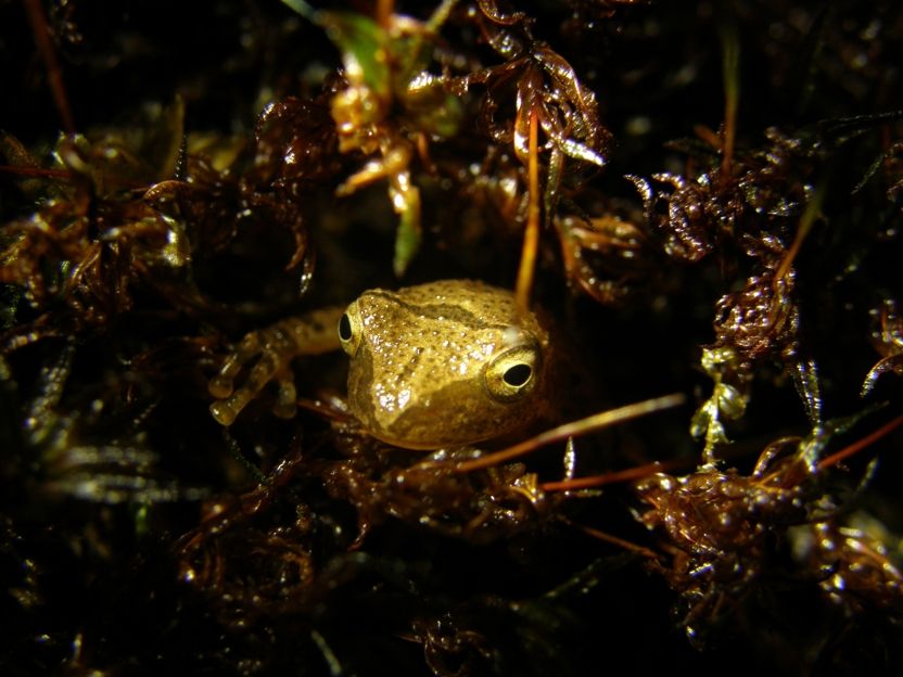 final_Pseudacris crucifer.jpg