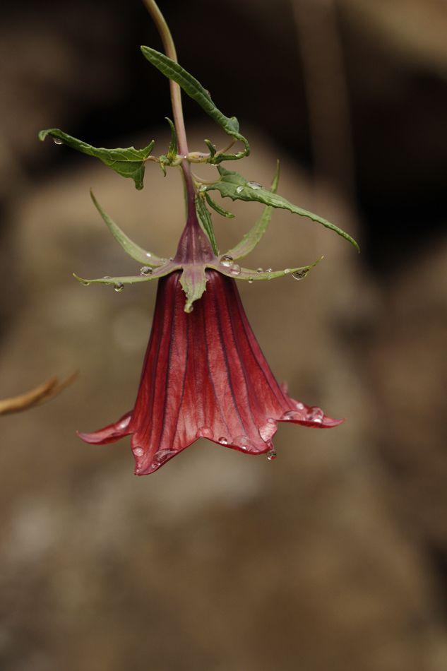 Canarina_MG_4551.jpg