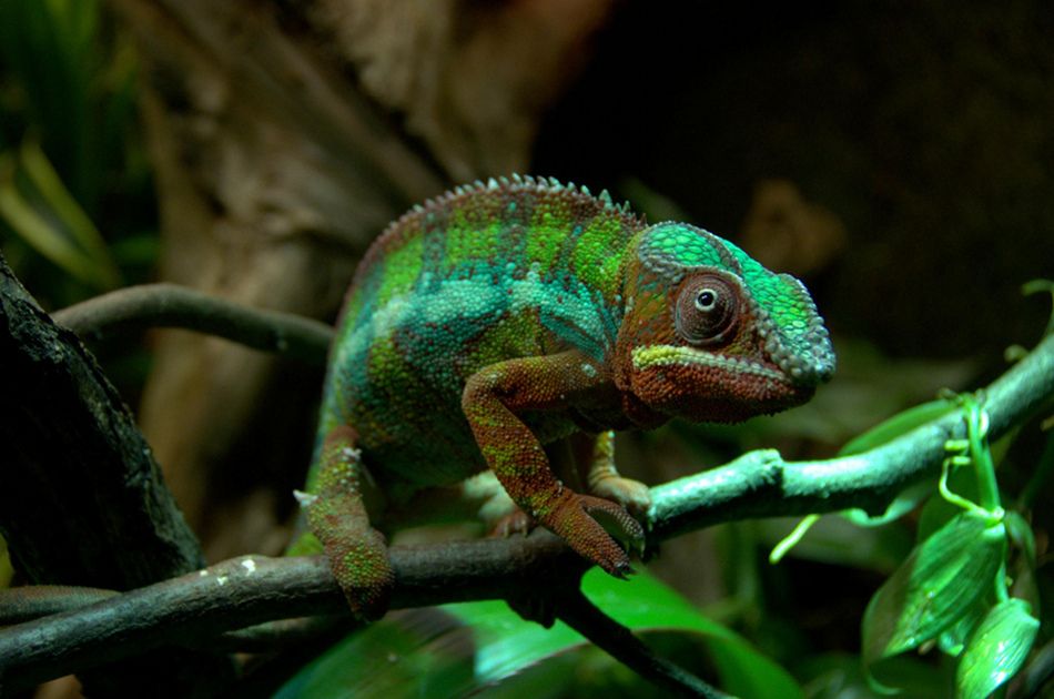chameleon.jpeg