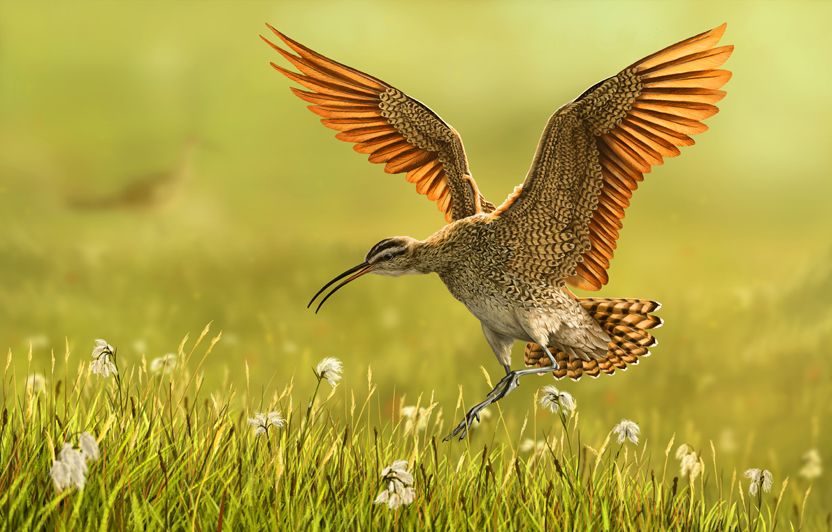 Eskymo curlew - VJK malý.jpg