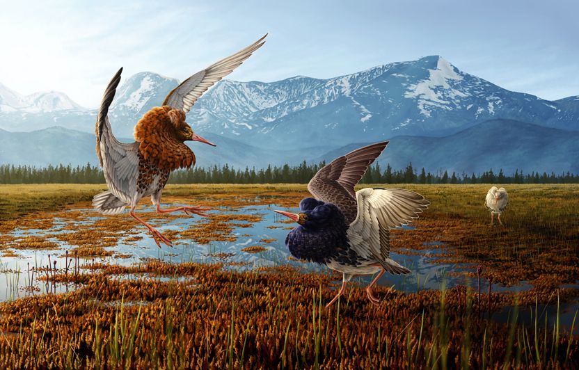 Philomachus pugnax - VJK malý.jpg