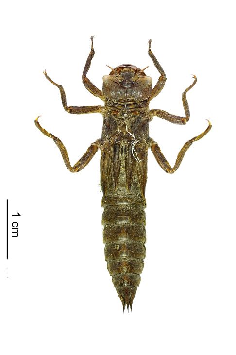 C_bidentata.jpg