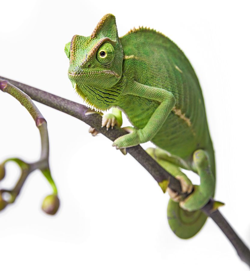 vera_kuttelvaserova_Chamaeleo calyptratus2.jpg