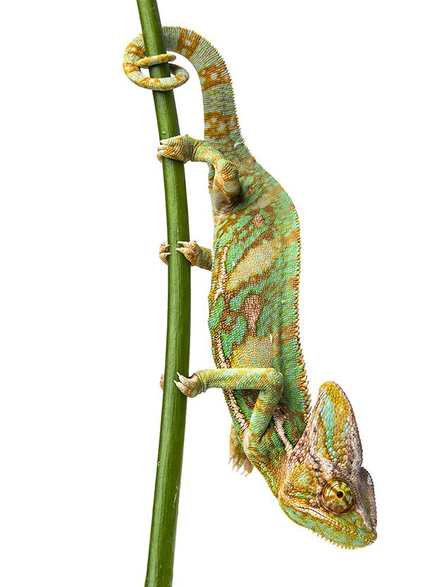 vera_kuttelvaserova_Chamaeleo calyptratus5.jpg
