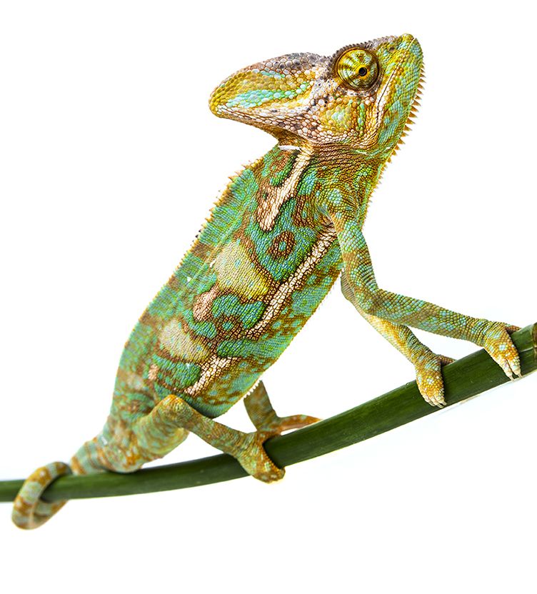 vera_kuttelvaserova_Chamaeleo calyptratus6.jpg