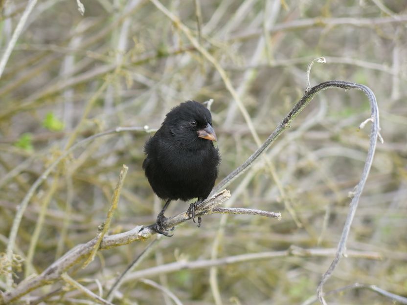 Darwinovy-penkavy_01.JPG