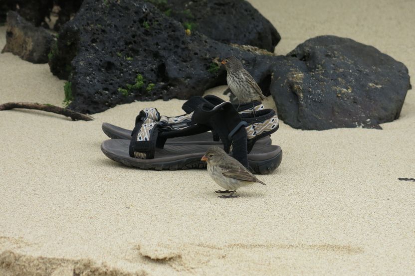 Darwinovy-penkavy_03.jpg