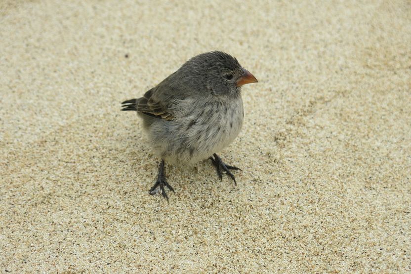 Darwinovy-penkavy_04.JPG