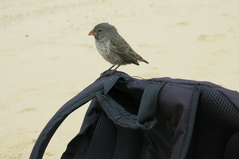 Darwinovy-penkavy_05.JPG