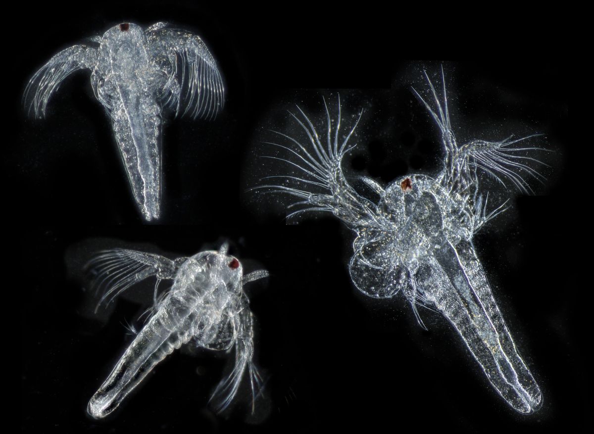 Artemia salina.jpg