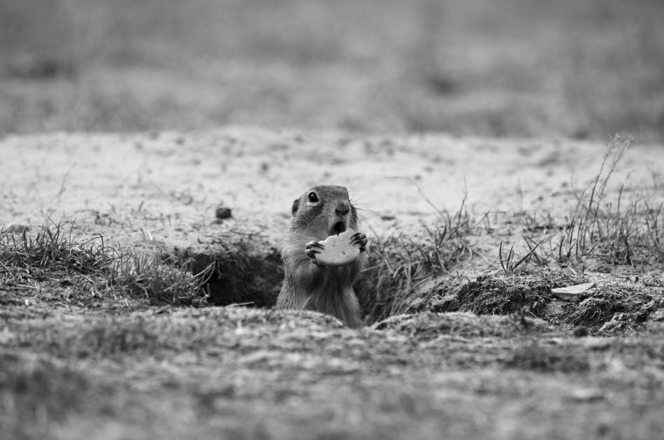 DSC_4632 (1).jpg