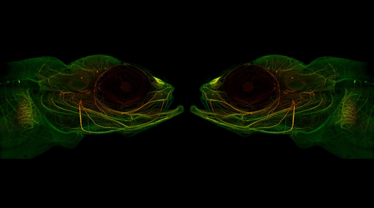 Esox_tubulin.jpg