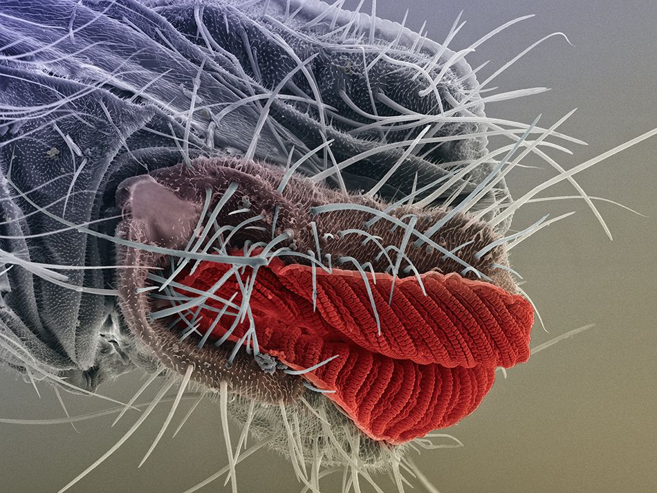 Proboscis 1.jpg