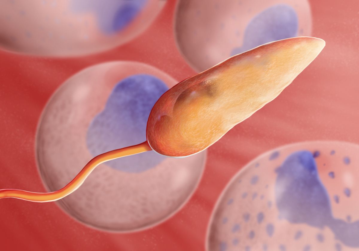 leishmania.jpg