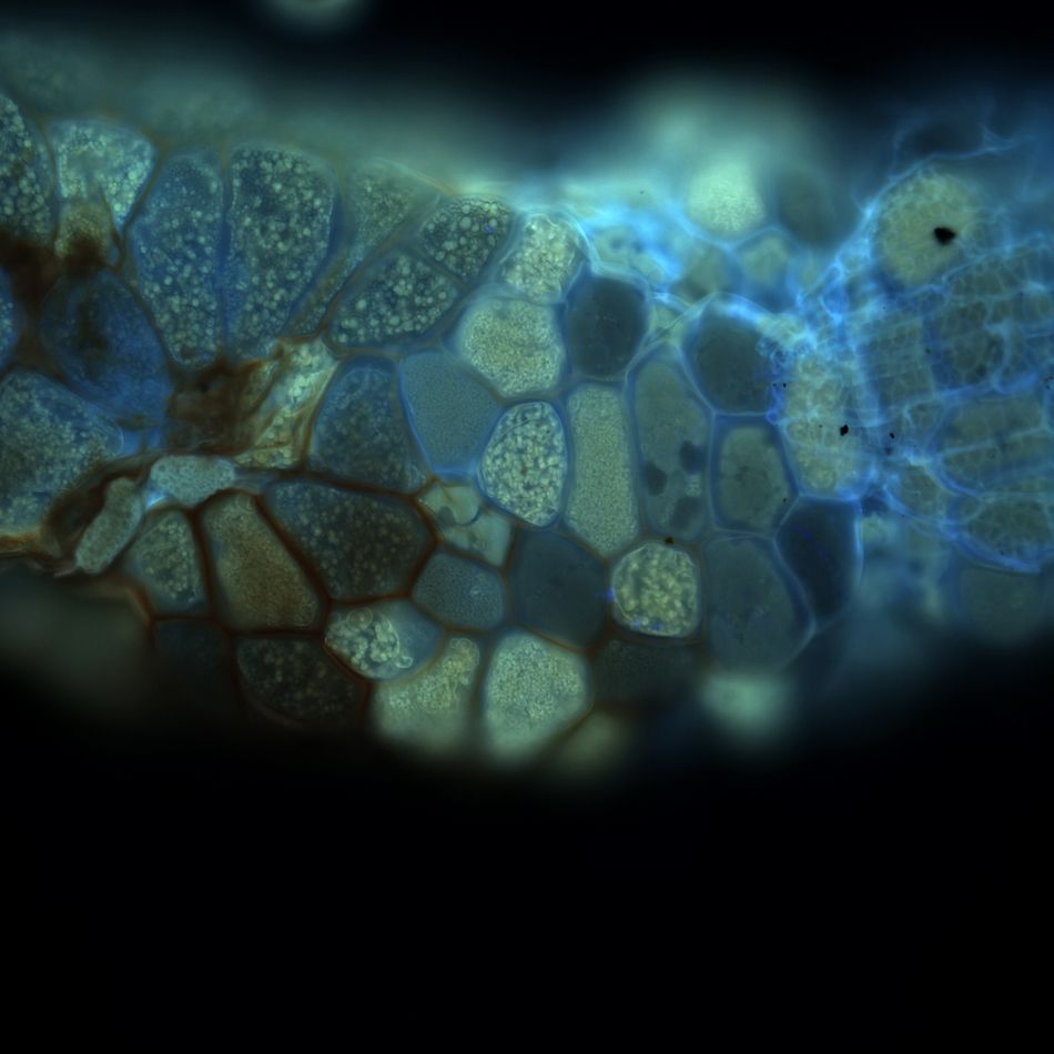 pyrolaminor_embryonalnicast s osemenim_UV_40x_3sma
