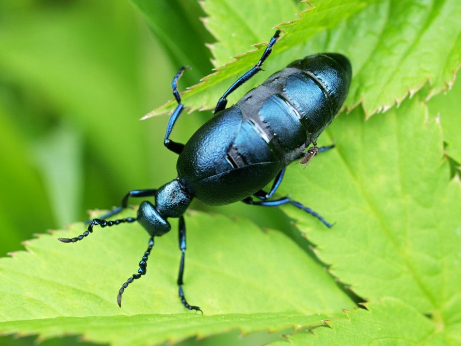 majka obecná Meloe proscarabaeus.jpg