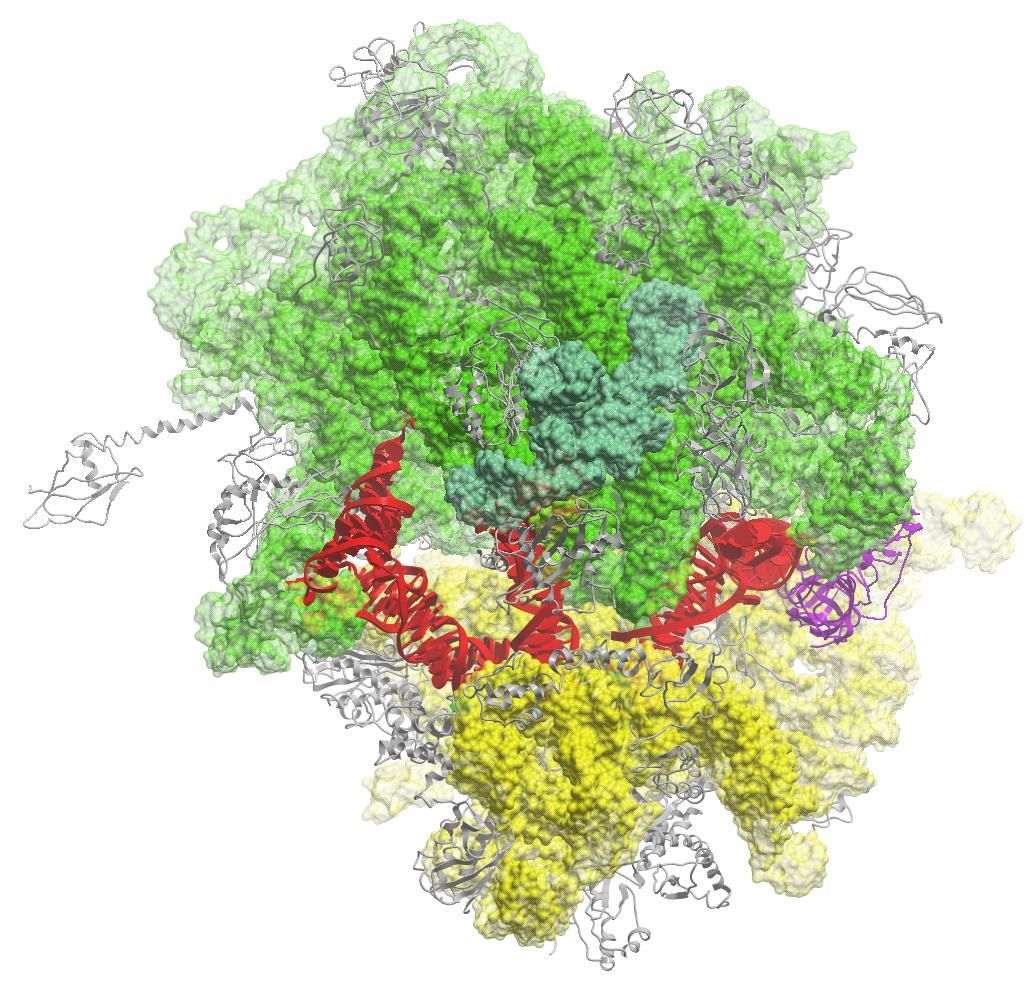 ribosome.jpg