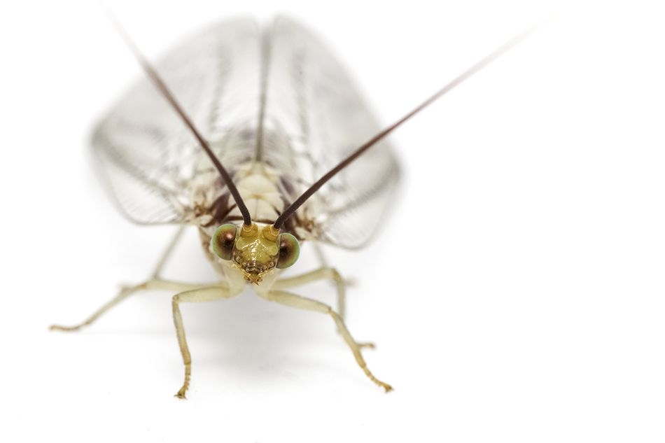 Italochrysa.jpg