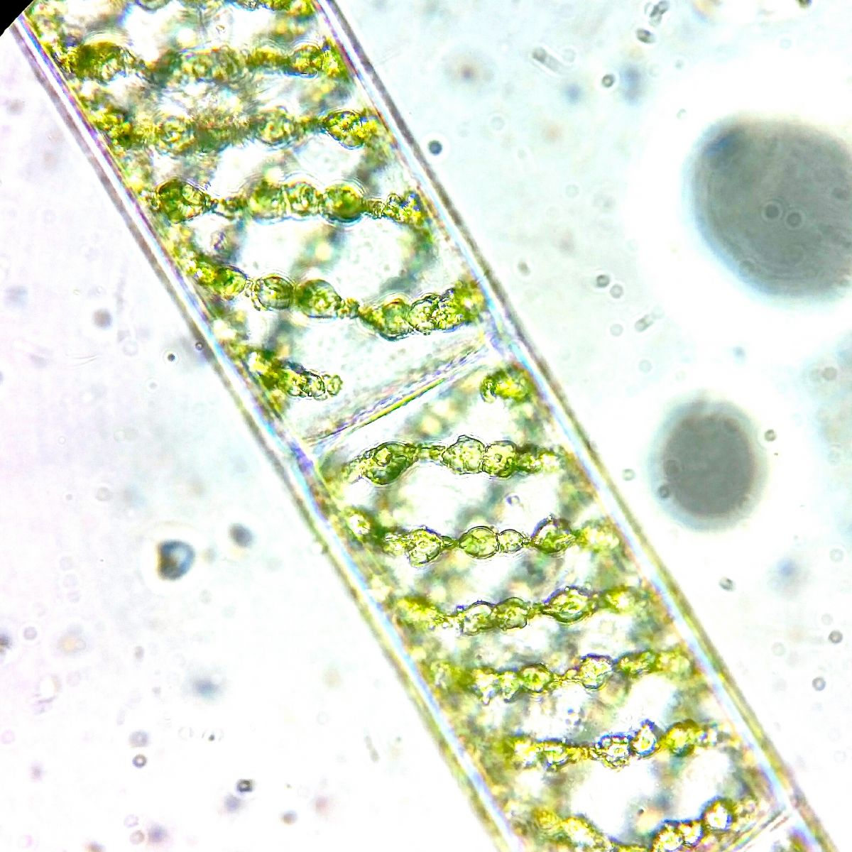 spirogyra sp.jpg