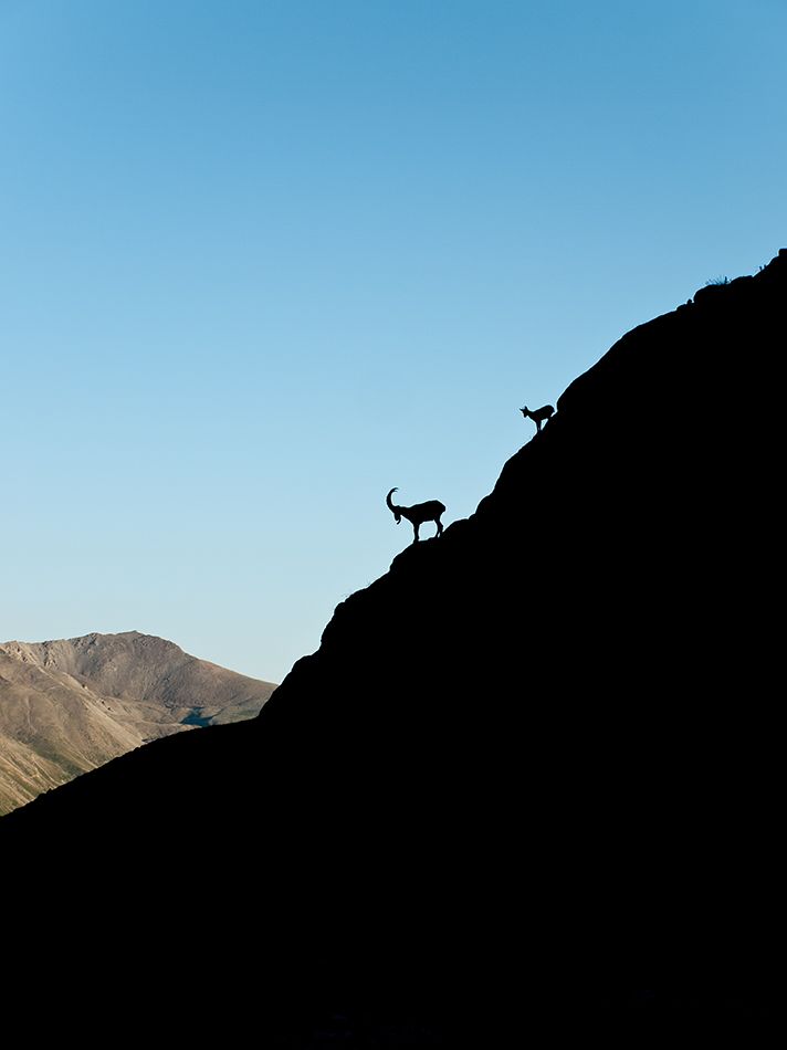 Capra ibex m.jpg