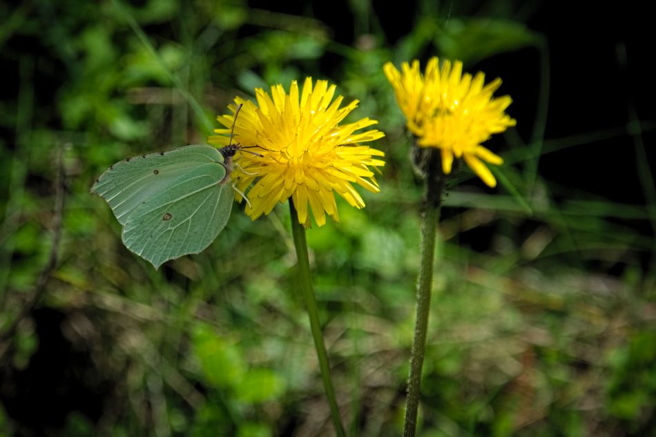 DSC_0465.jpg