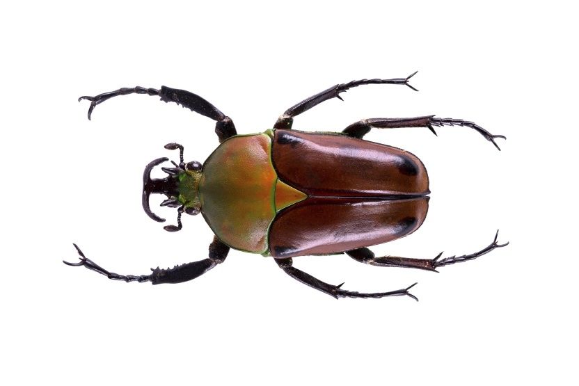 Dicronorrhina derbyana 6 4.jpg