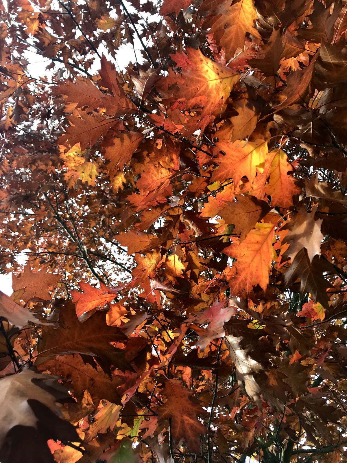 IMG-7867.jpg