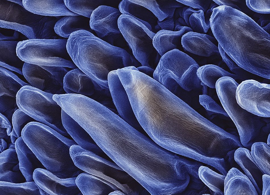 Ipomea Purpurea.jpg