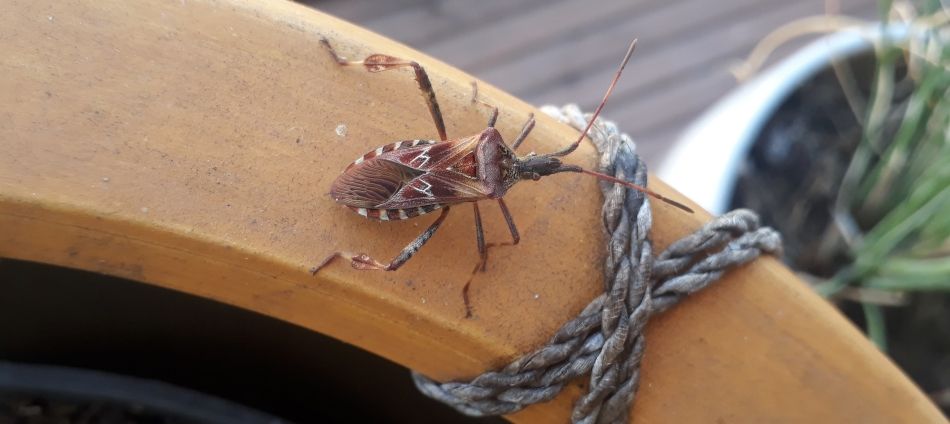 Plostica Cervenak 3.jpg