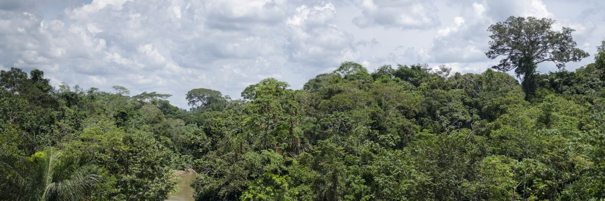 amazonas_Panorama11sharpen darkerexpodown90x30.jpg