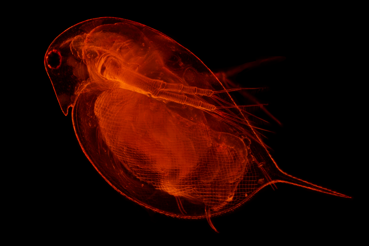 Daphnia pulicaria soutez.png