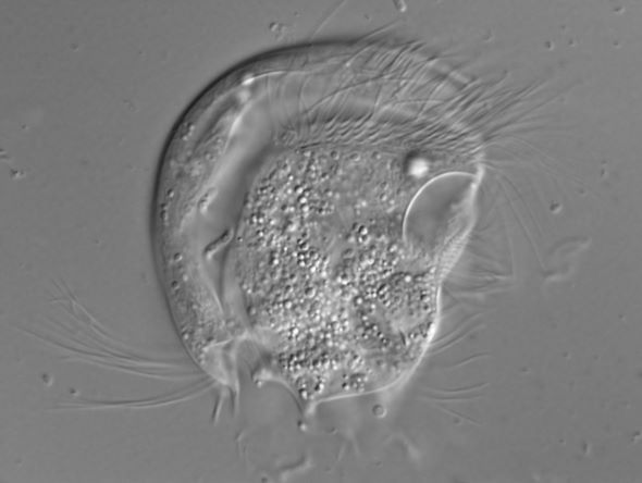 P0037bc.jpg
