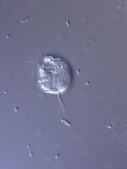 P0042bc.jpg