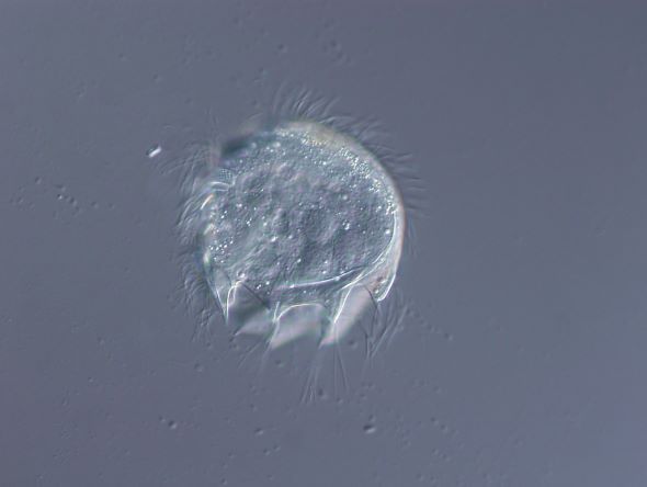 P0005bc.jpg