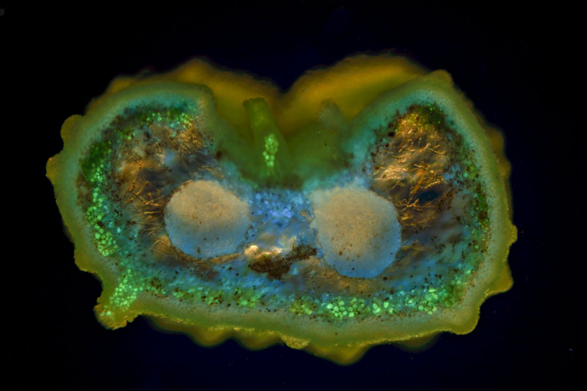 Project_řez stélkou Usnea dasopoga.jpg