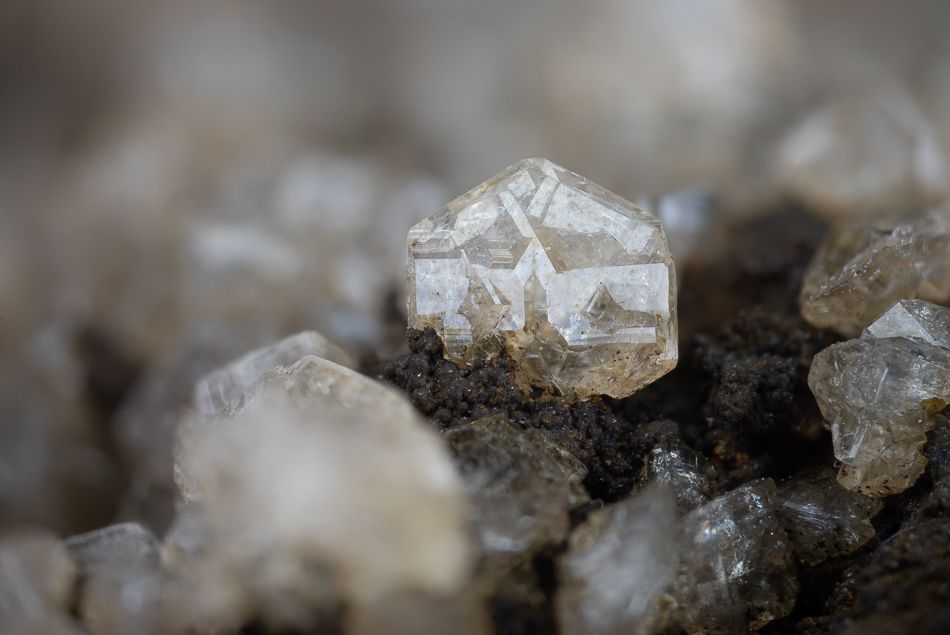 phacolite.jpg