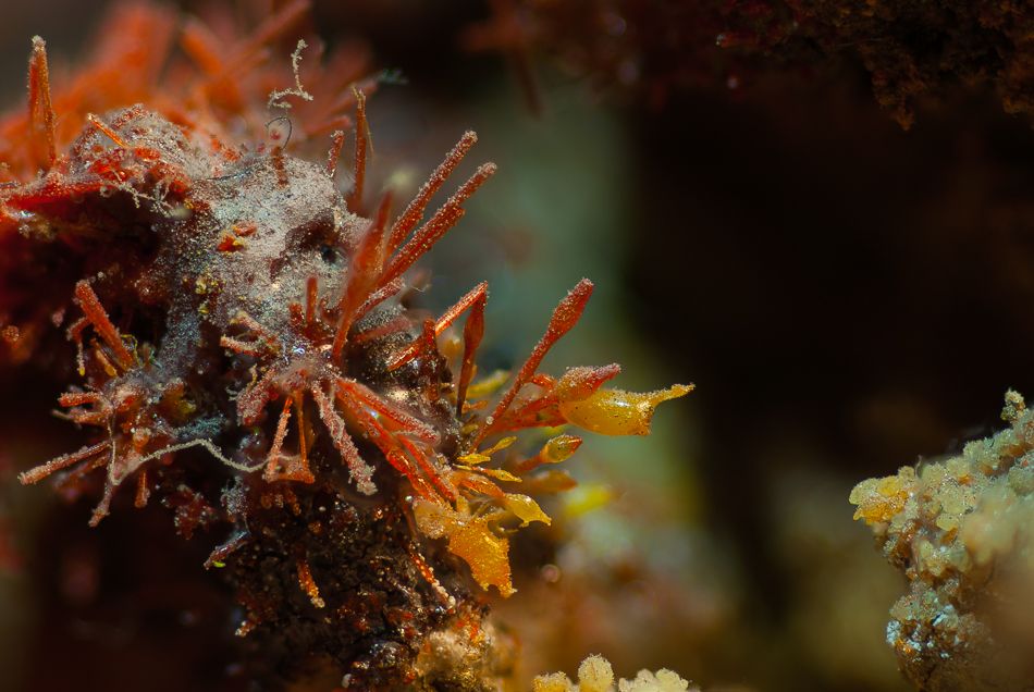 realgar.jpg