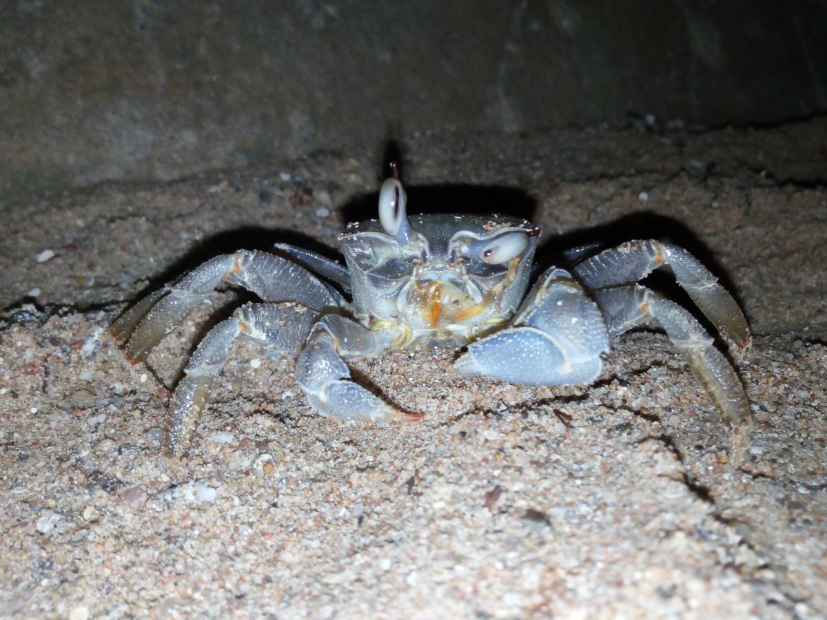 Krab.jpg