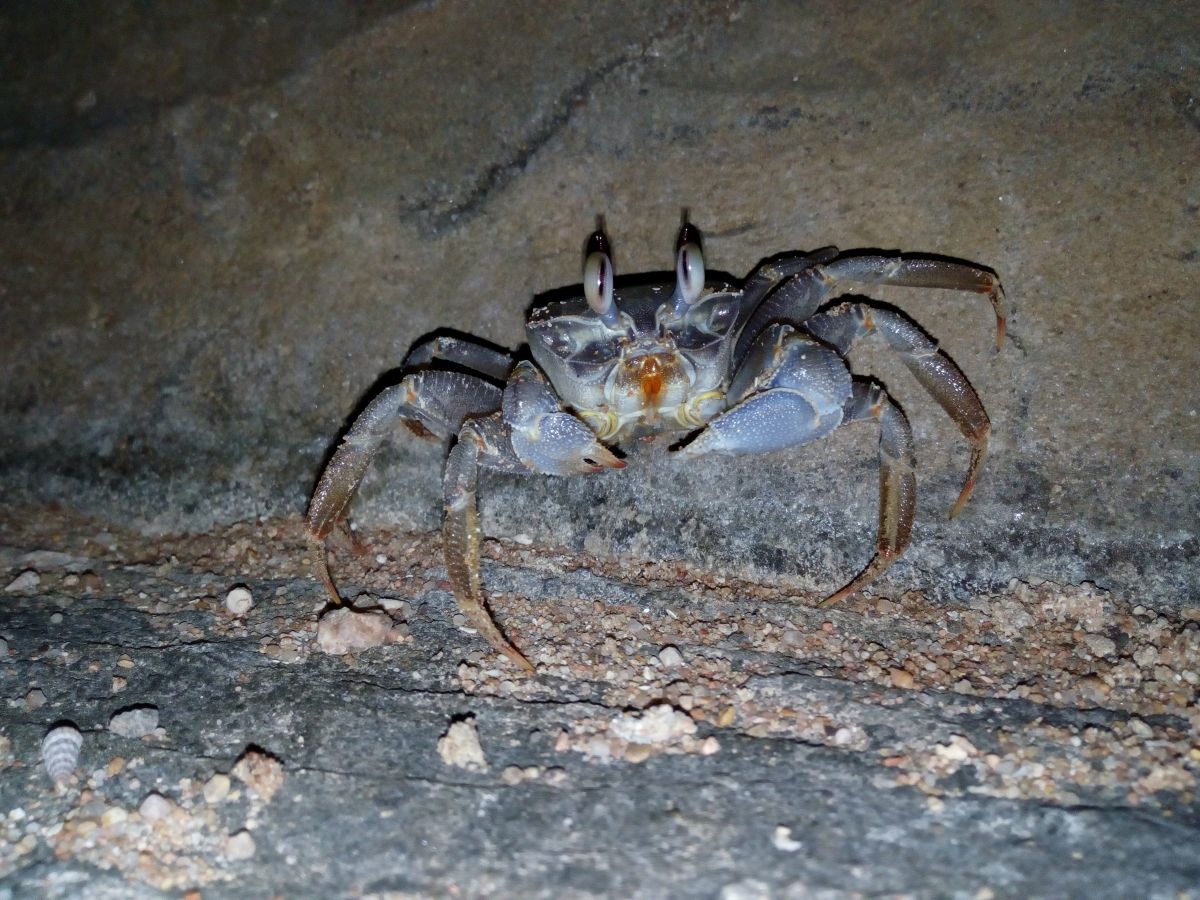 Krab 2.jpg